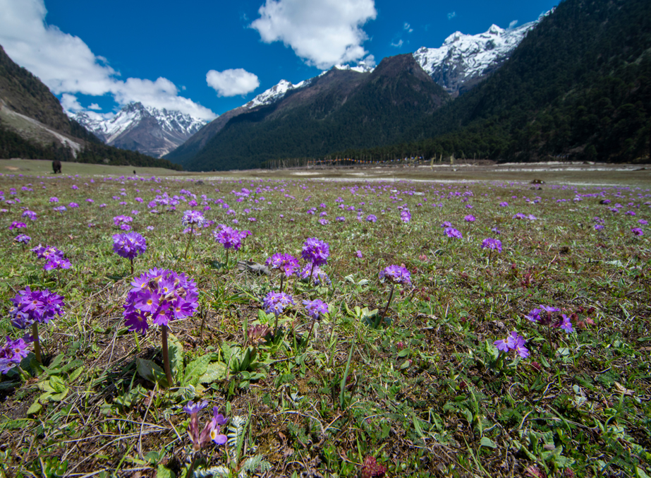 Valley of Flowers – Yumthang